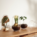 DHS - GROW - Mini serre 