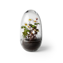 DHS - Mini serre "GROW"